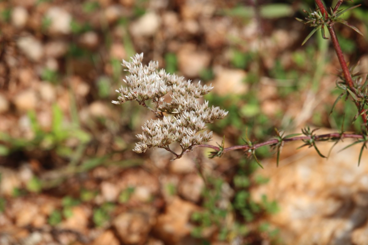 Polycarpaea corymbosa (L.) Lam.